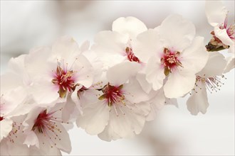 Almond tree (Prunus dulcis, Prunus amygdalus), blossoms, Hessische Bergstrasse, Hesse, Germany,