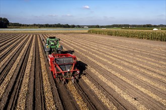 Potato harvest, so-called split harvesting method, first the tubers are taken out of the ground