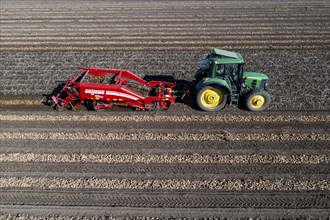 Potato harvest, so-called split harvesting method, first the tubers are taken out of the ground