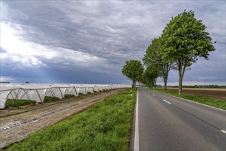 Agriculture, large areas with foil tunnel, for the cultivation of strawberries, south of Lövenich,