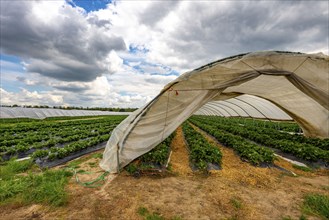 Harvest of strawberries, strawberry cultivation in the open, under a foil tunnel, young strawberry