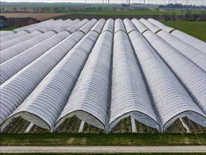 Open field strawberry cultivation in a foil greenhouse, young strawberry plants growing, near