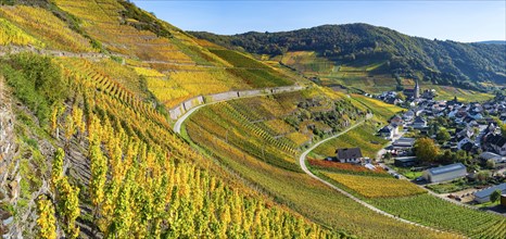 Vineyards in autumn, MayschoÃŸ, Ahr valley, red wine of the Pinot Noir and Portugieser grape is