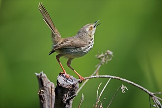 Spotted Prinia (Prinia maculosa), adult, on wait, singing, Kirstenbosch Botanical Gardens, Cape