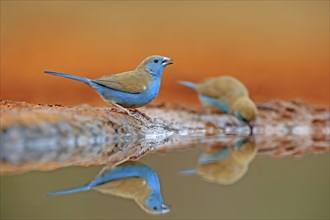 Blue-winged Oriole (Uraeginthus angolensis), Angola Butterfly Finch, adult, two birds, at the