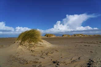 Dune landscape, sand dunes, dune grass in the west of Borkum, island, East Frisia, winter, season,