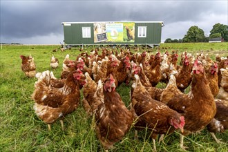 Chickens in a meadow, mobile housing, free-range chickens, free-range eggs, north of