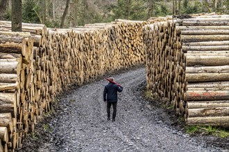 Felled, stacked spruce trunks, forest dieback in the Arnsberg Forest nature park Park, over 70 per