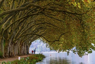 Platanen Allee, Weg am Lake Baldeney, near Haus Scheppen, in Essen, autumn, North Rhine-Westphalia,