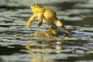 Bull frogs Lithobates catesbeianus. Male bull frog jumping on another male for a territorial fight