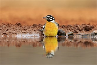 Golden-breasted Bunting (Emberiza flaviventris), adult, at the water, bathing, Kruger National