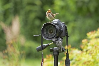 European robin (Erithacus rubecula) sitting on camera, Burgstemmen, Lower Saxony, Germany, Europe