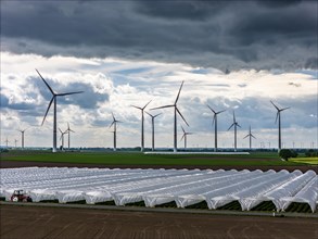 Agriculture, large areas with foil tunnel, for the cultivation of strawberries, freshly cultivated