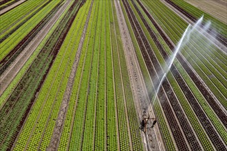 A field is artificially irrigated, water is sprayed onto the field via an irrigation system, field