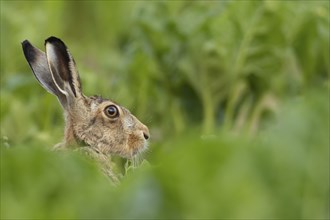 Brown hare (Lepus europaeus) adult animal in a farmland sugar beet field in the summer, Suffolk,