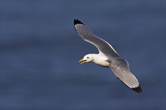 Kittiwake, flight photo, Heligoland Island, (Rissa tridactyla), Heligoland, Heligoland Island,