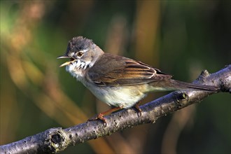 Whitethroat, songbird, (Sylvia communis), Bad Dürkheim district, Rhineland-Palatinate, Federal