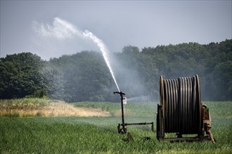 A field with onions is artificially irrigated, water is sprayed onto the field via a sprinkler