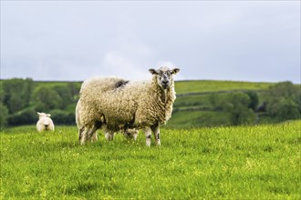 Sheeps and Farms in Yorkshire Dales National Park, North Yorkshire, England, United Kingdom, Europe