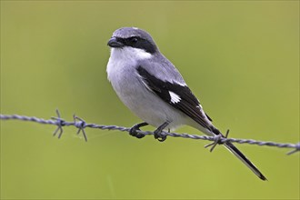 Loggerhead shrike (Lanius ludovicianus), Joe Overstreet Road, Osceola County, Florida, USA, North