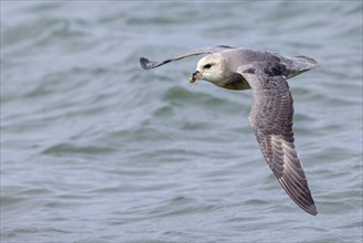 Northern fulmar (Fulmarus glacialis), Spitsbergen, Longyearbyen, Svalbard / Spitsbergen, Norway,