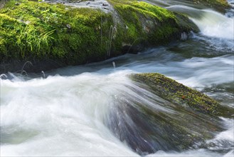 Water flowing over moss-covered stones in a river, rapids, rocks with moss, wiping effect, long