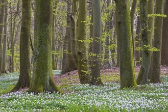 Wood anemones (Anemonoides nemorosa, Anemone nemorosa) flowering in broadleaved forest with beech