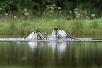 Western osprey (Pandion haliaetus) hunting, Aviemore, Scotland, Great Britain