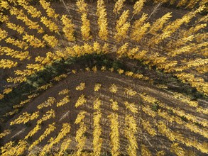 European Aspen (Populus tremula) in autumnal colours. Cultivated for timber. Aerial view. Drone