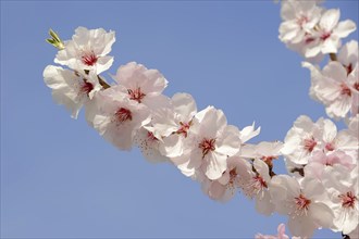 Almond tree (Prunus dulcis, Prunus amygdalus), blossoms, Hessische Bergstrasse, Hesse, Germany,