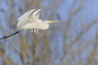 Great egret (Ardea alba) in flight in the sky, Bas-Rhin, Alsace, Grand Est, France, Europe