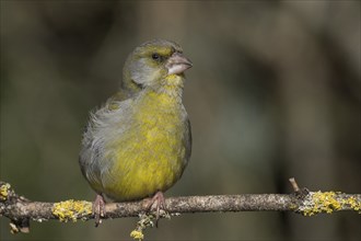 A male european greenfinch (Carduelis chloris) sitting on a branch overgrown with moss,