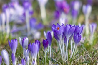 Crocuses (Crocus), Palatinate, Rhineland-Palatinate, Germany, Europe