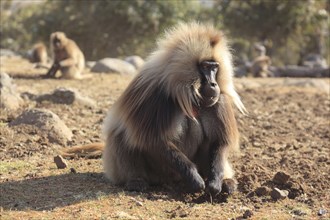 In the highlands of Abyssinia, in the Semien Mountains, landscape in the Semien Mountains National