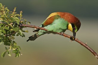 Bee-eater, (Merops apiaster), Bad Dürkheim district, Rhineland-Palatinate, Germany, Europe