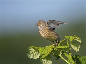 Linnet, Common Linnet, Eurasian Linnet, (Carduelis cannabin), (Acanthis cannabina), Linotte