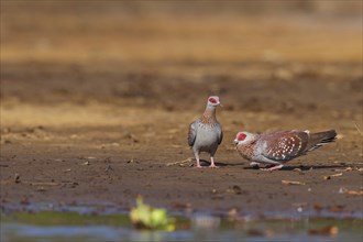 Africa, Gambia, speckled pigeon (Columba guinea), Pigeon roussard, Paloma de Guinea, Pigeon,