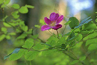 Alpine rose (Rosa pendulina L.)