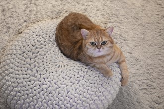 Cat lying in its pillow, Siegen, North Rhine-Westphalia, Germany, Europe