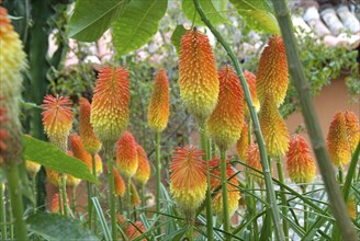 Torch lily (Kniphofia uvaria), Madeira, Portugal, Europe