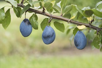 Plum (Prunus domestica 'Valjevka'), Bundessortenamt Prüfstelle Wurz, Germany, Europe