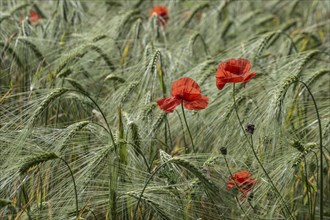 Poppy flower (Papaver rhoeas) in a grain field, Mecklenburg-Western Pomerania, Germany, Europe