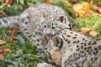 Snow leopard (Panthera uncia syn. Uncia uncia) mother with her youngster in autumn, captive