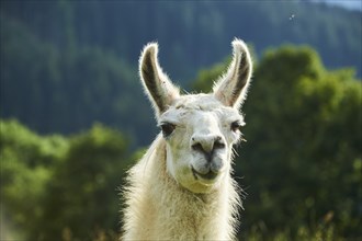 Llama (Lama glama), portrait, Tirol, Kitzbühel, Wildpark Aurach, Austria, Europe