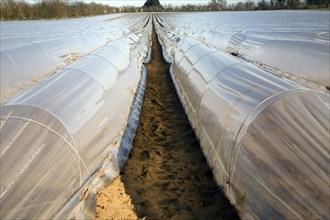 Plastic sheeting cloches protecting early vegetable crop in field, Hollesley, Suffolk, England,