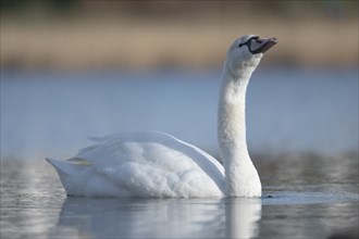 Young mute swan (Cygnus olor) swimming and drinking on the lake, gulping down water, in the