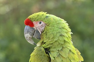 Great green macaw (Ara ambigua), animal portrait, captive, occurrence in South America, Hesse,