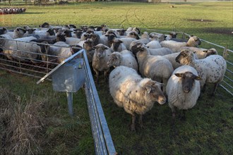 Black-headed domestic sheep (Ovis gmelini aries) waiting to be loaded, Mecklenburg-Vorpommern,