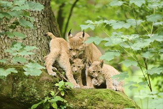 Eurasian lynx (Lynx lynx) mother with her youngsters in a forest, Bavaria, Germany, Europe