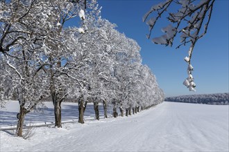 Winter sports on the Rossberg, Swabian Alb, Baden-Württemberg, Germany, Swabian Alb, Rossberg,